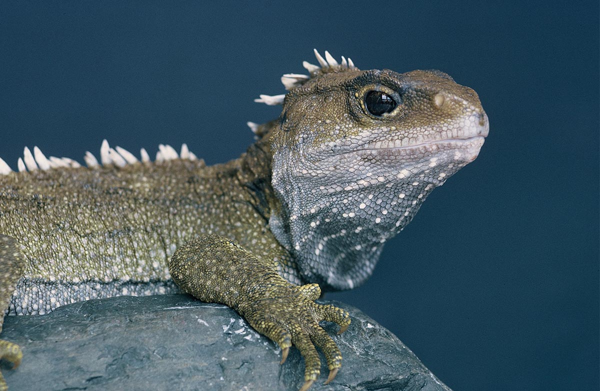 Tuatara New Zealand Reptiles Tuatara New Zealand Reptiles