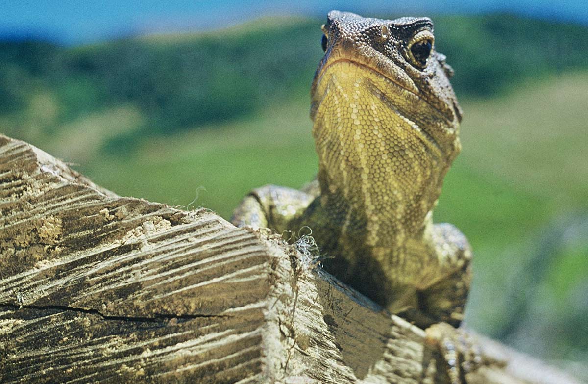 Tuatara: New Zealand reptiles