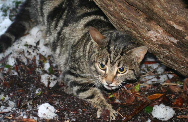 introducing feral kitten to domestic cat