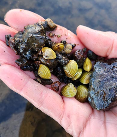 gold-clam-waikato-river-390.jpg