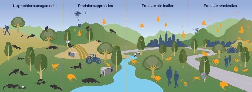 Infographic with the difference between on predator management, predator supression, elimination and eradication. In the no predator management image there are lots of predators and not many native animals, in the eradication image there are no predators and lots of native animals.