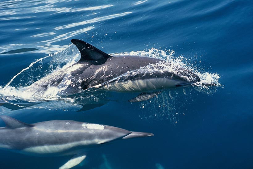Two dolphins swim in the ocean.