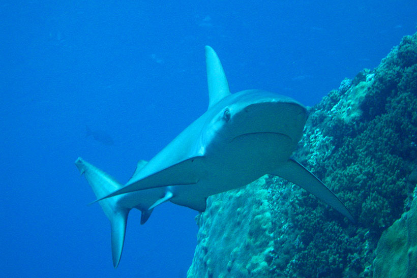 A shark swims underwater near a rocky outcrop.