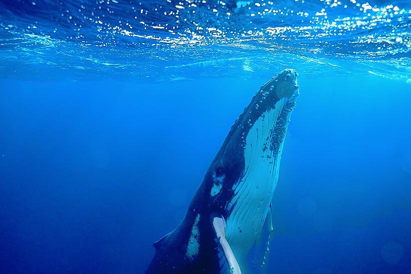 A humpback whale swimming to the sea's surface.