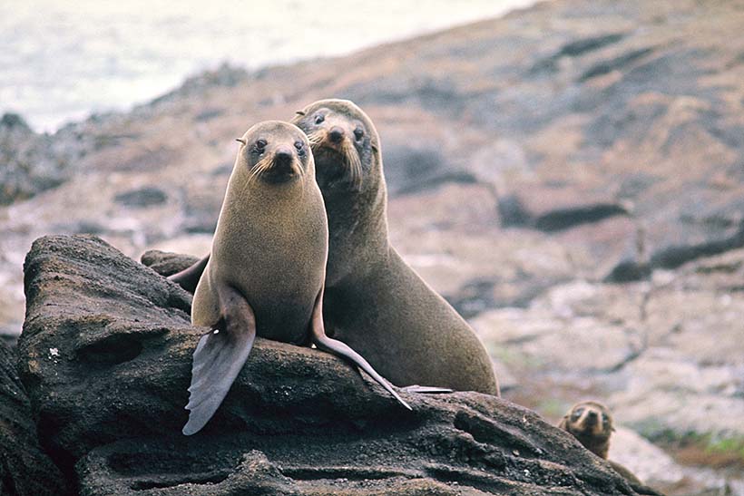 Two fur seasl perched on a rock with a third peeking up in the background.