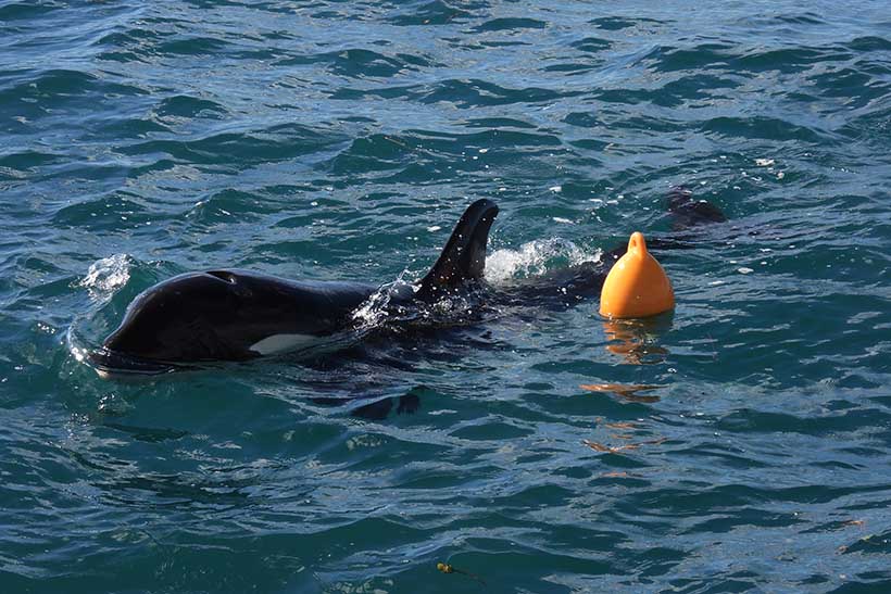An orca swims by an orange buoy.