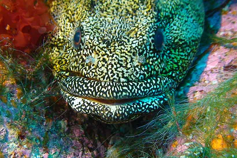 A very colourful fish.