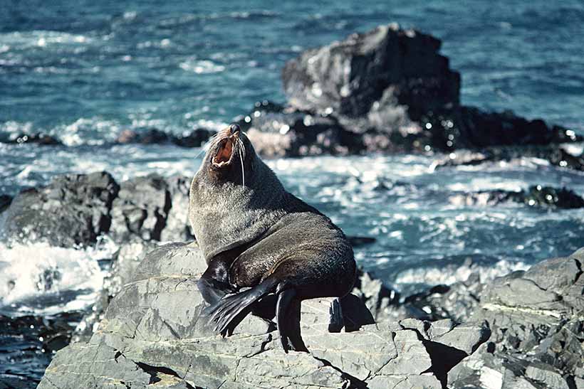 A yawning fur seal sitting on a shore rock.