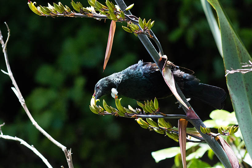 A black bird with white breast tuff feeds from a green branch.