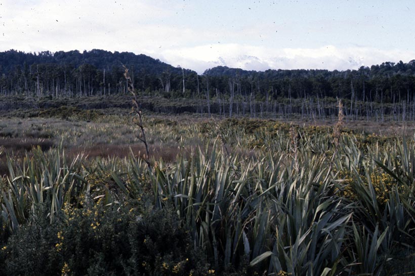 A large thicket of flax with trees in the distance.
