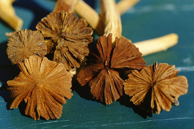 Five flowers laying on a table.