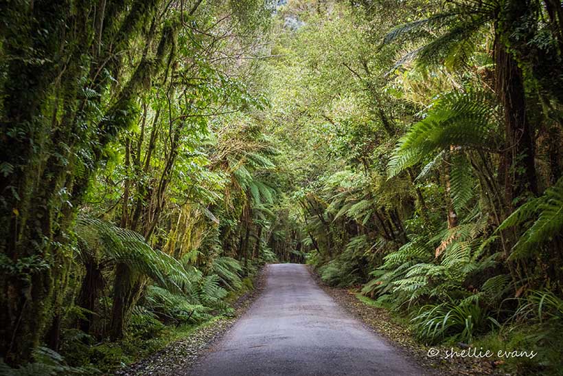 
The lush forest forms a living tunnel as the road gets narrower and we climb along the base of the mountains that form the Fox Glacier valley.
