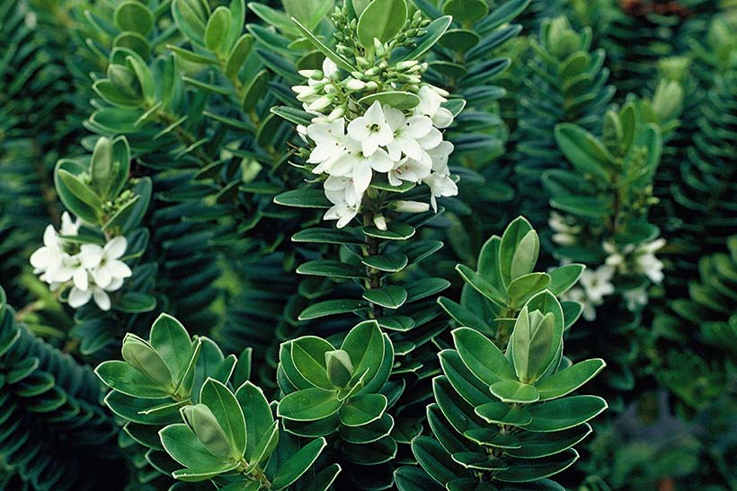 Thicket of woody looking ferns growing upward with some in flower.