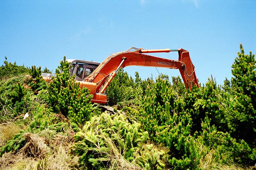 A digger works to remove pine trees.
