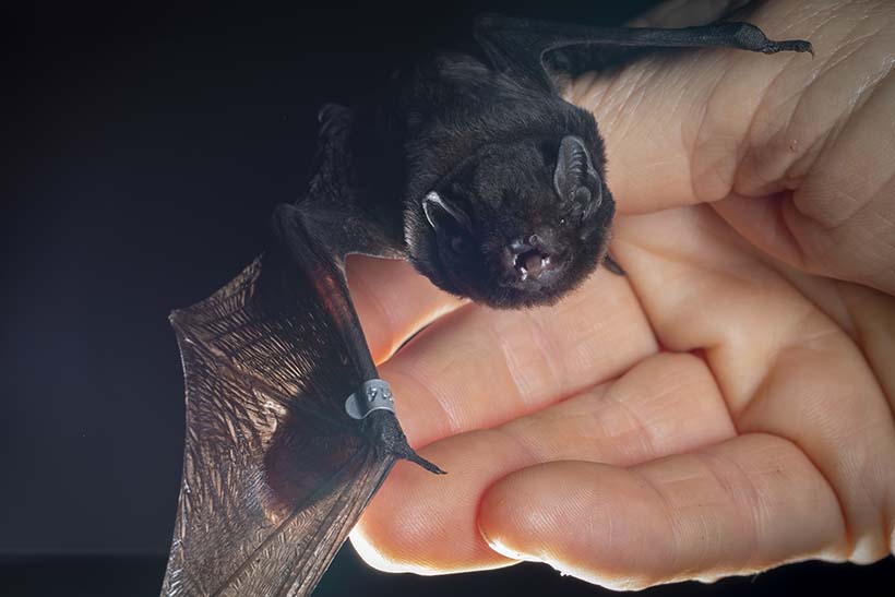 A person holds a small bat in their hand.