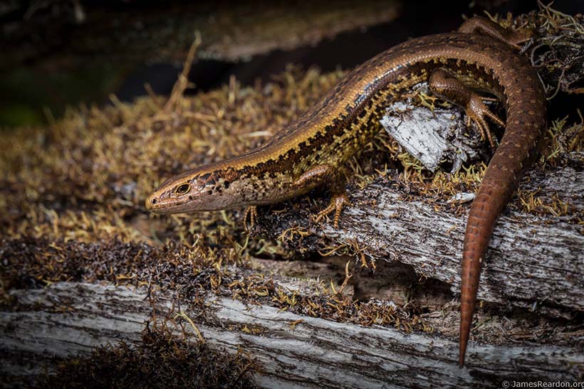 A skink perched on a log.