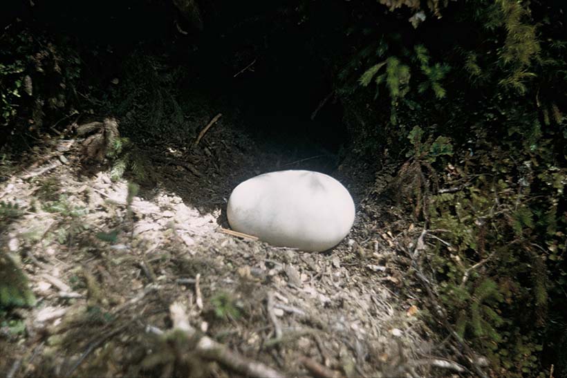 An egg sits on the ground in a wooded area.