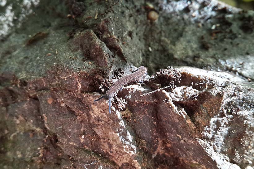 A small worm crawls across rocks.