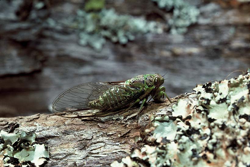 A cicada sits on a tree trunk.