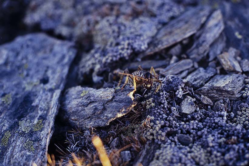 A wētā sits among bits of broken bark.