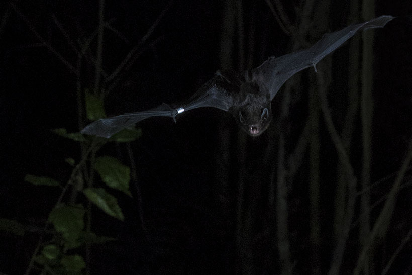 A bat flying with wings outstretched.
