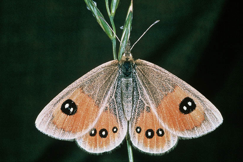 A butterfly sits on the steam of a well-browsed looking plant.