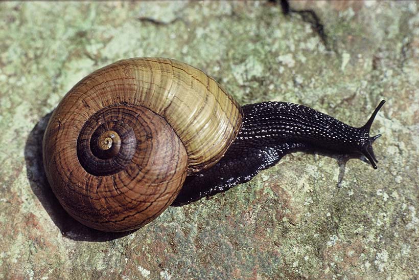 Closeup of a snail crawling across rock.
