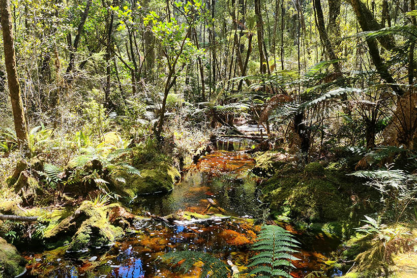 A shallow pond in a wood.