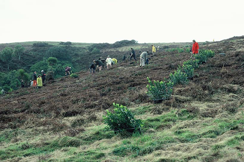 People planting trees on a hillside.