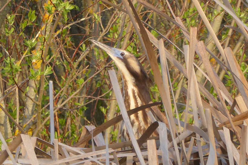 A long beaked bird among reeds.