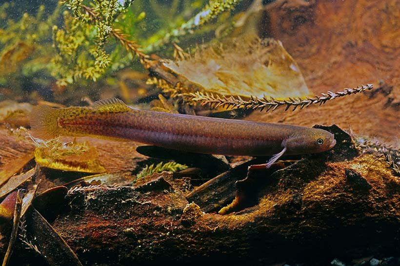 A small tubular fish swimming near the bottom of a pond.