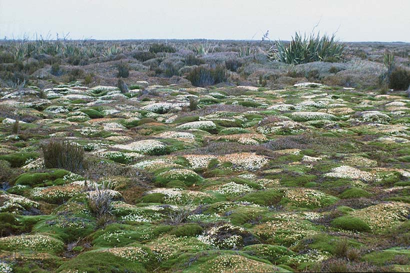 A cushion bog