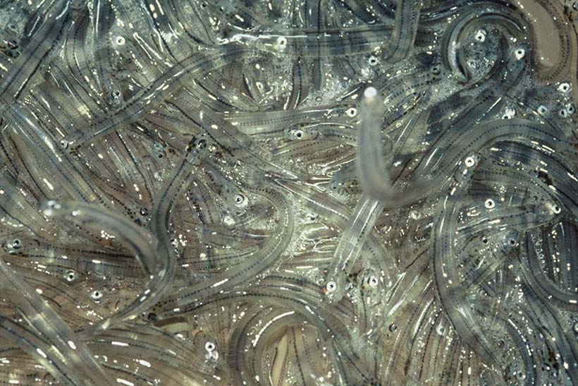 Lots of semi-tranparent, worm-like creatures piled on top of each other.