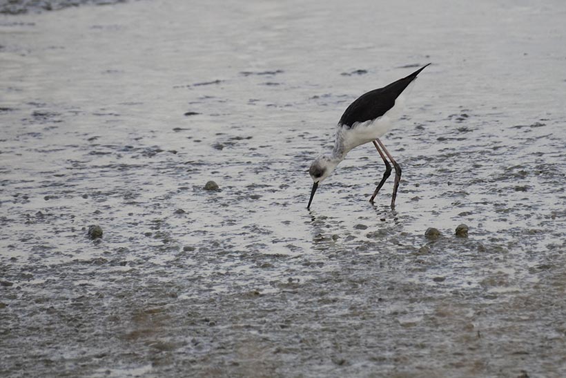 A leggy bird poking around in the mud.