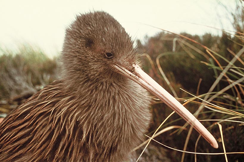 Close up of long billed bird.