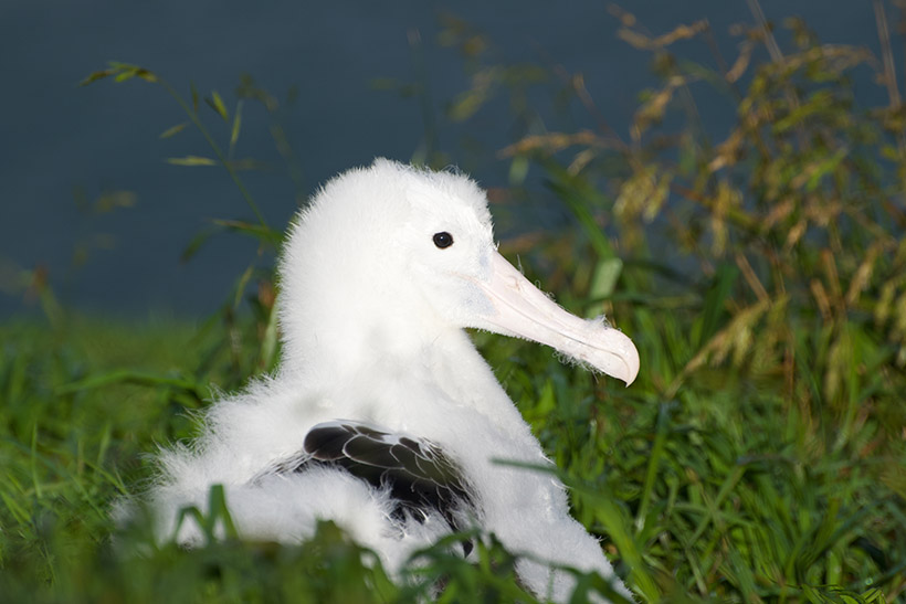 A white fluffy bird sits in the grass.
