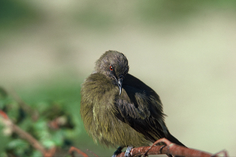A small grey-green bird perched on a branch.