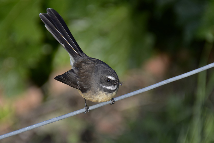 A small bird perched on a wire.