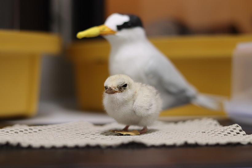 A small bird chick stands on a white mat on a table.