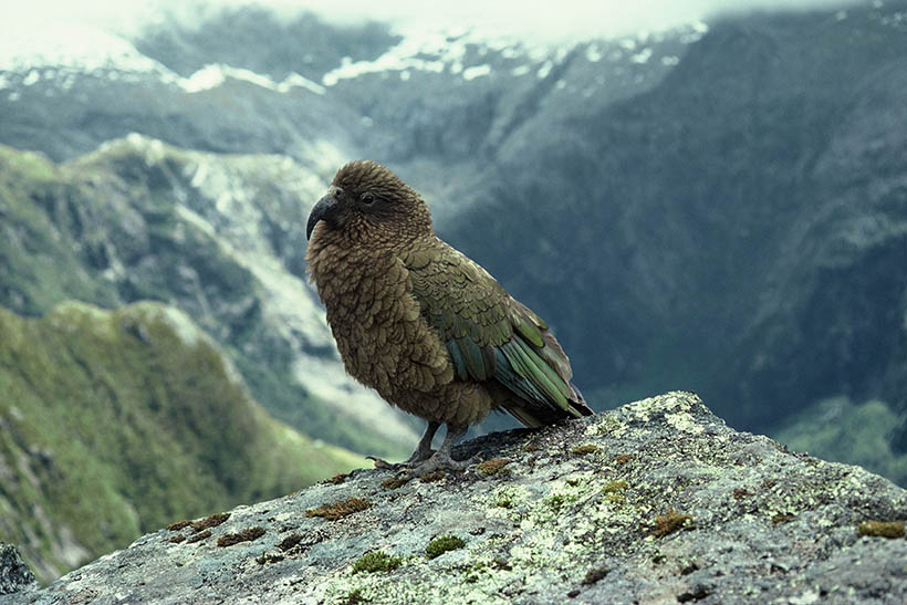 A green parrot sits proudly on rock enjoying the alpine vista.