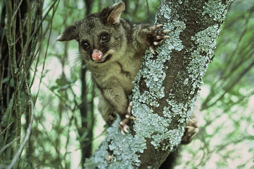 A possum in a tree.
