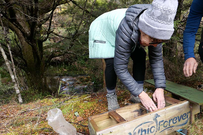 A person bends over to reset a predator trap.