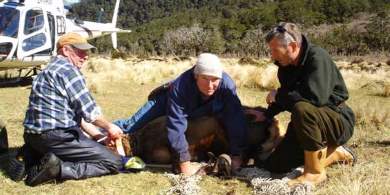 Attaching a tracking collar to a wapiti deer.  