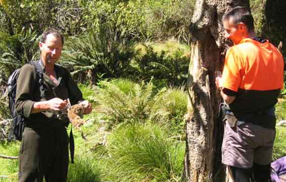 Paul Peychers holding a trapped stoat. 