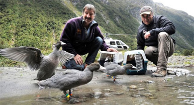Members of Fiordland Wapiti Foundation with whio. 
