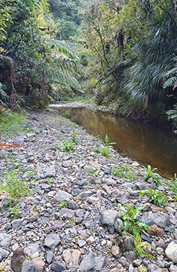 A thin flat brown stream runs through native bush, with river stones and rocks in the foreground.