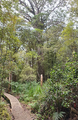 A thin well worn boardwalk snaking through native forest.