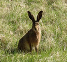 Hare
