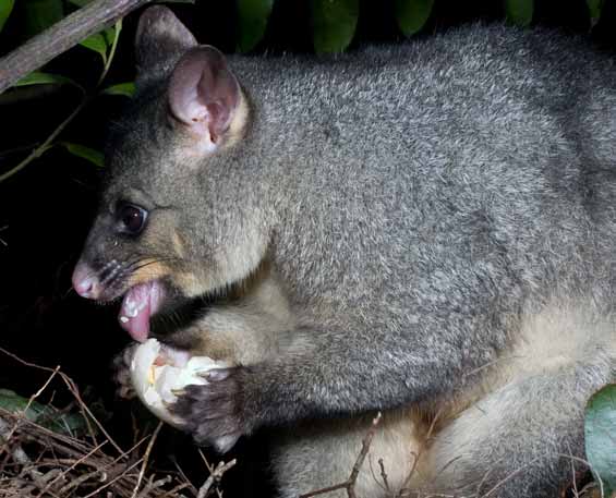 Possum