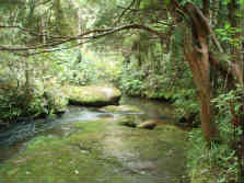 Dome Forest car park to Govan Wilson Rd, Matakana 